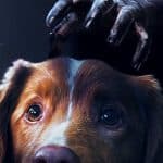 Póster de Good boy. Créditos: Filmin.
